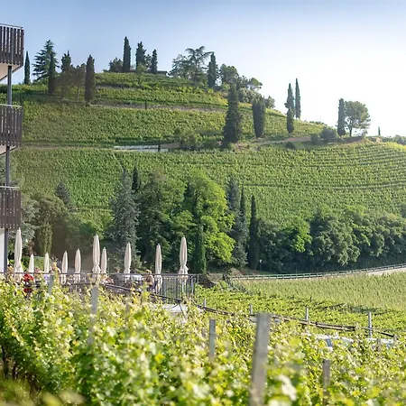 Vineus Tramin-3